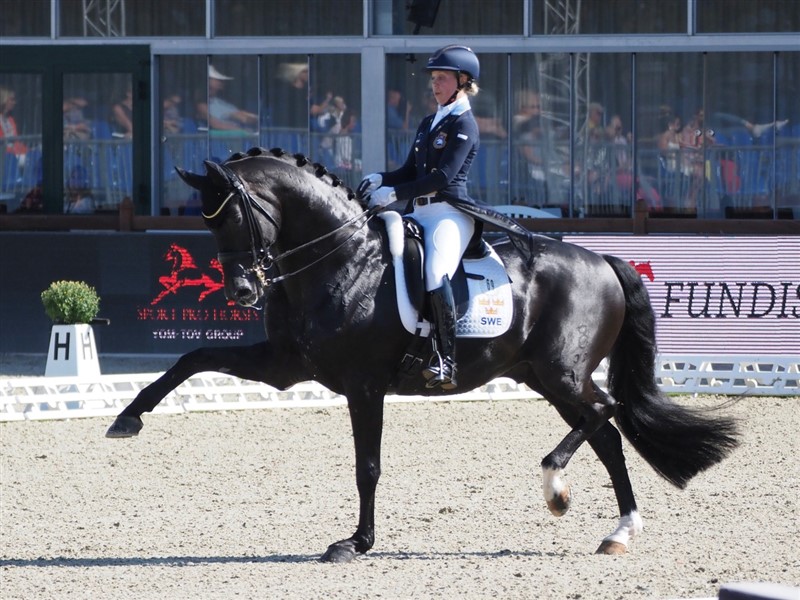 Denne sorte hingst er kendt for at have en af de flotteste frie traver i international dressursport med et kolossalt afskub og en kolossal skulderfrihed, som gør det svært at leve op til stregteorien om, at intet forben må komme længere frem end forlængelsen af hestens næseryg. Men en mindre snæver holdning ville nu have pyntet!