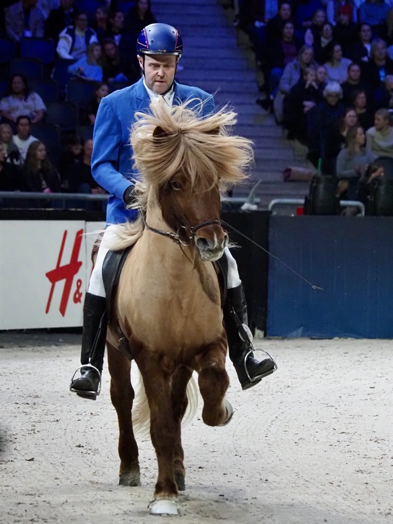 Stor mand - lille hest. Imponerende hvad en islandsk hest kan bære og stadig tölte på livet løs.